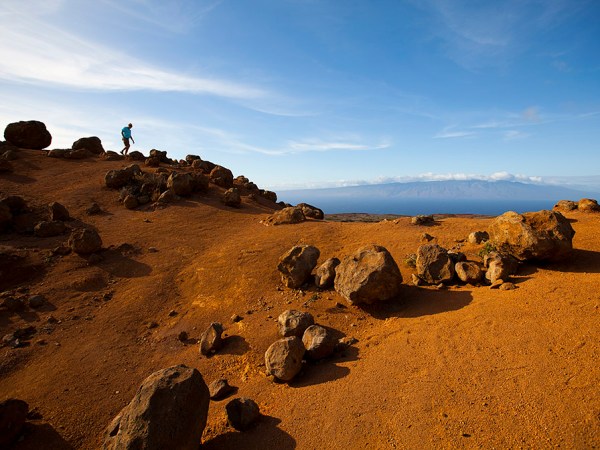 a flock of seagulls standing on a rocky beach