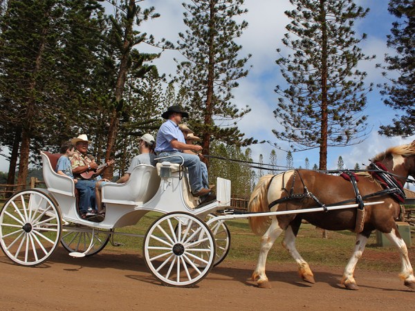 a man riding a horse drawn carriage