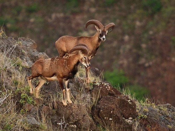 a group of sheep standing on top of a dry grass field