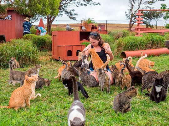 a group of sheep that are standing in the grass