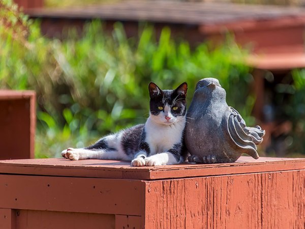 a cat sitting on top of a wooden box
