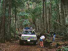 a group of people in a forest